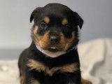 7 chiots Rottweiler LOF disponibles à la réservation