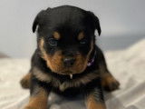 7 chiots Rottweiler LOF disponibles à la réservation