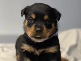 7 chiots Rottweiler LOF disponibles à la réservation