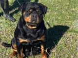 7 chiots Rottweiler LOF disponibles à la réservation