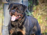 7 chiots Rottweiler LOF disponibles à la réservation