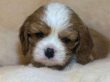 À réserver, 5 chiots Cavaliers King Charles LOF