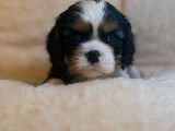 À réserver, 5 chiots Cavaliers King Charles LOF