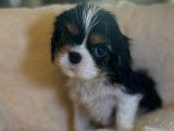À réserver, 5 chiots Cavaliers King Charles LOF