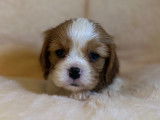 À réserver, 5 chiots Cavaliers King Charles LOF