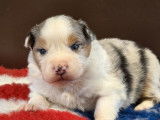 10 chiots Berger Australien à réserver (LOF)