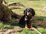 1 chiot mâle Cavalier King Charles à vendre