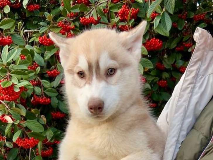 Chiot mâle Husky de Sibérie LOF à vendre