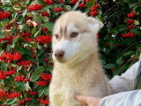 Chiot mâle Husky de Sibérie LOF à vendre