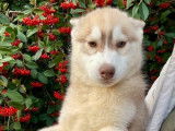 Chiot mâle Husky de Sibérie LOF à vendre