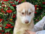 Chiot mâle Husky de Sibérie LOF à vendre