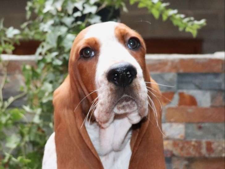 À vendre, 2 chiots mâles Basset Hound LOF