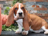 À vendre, 2 chiots mâles Basset Hound LOF