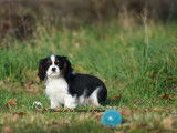 1 chiot mâle Cavalier King Charles LOF à vendre
