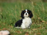 1 chiot mâle Cavalier King Charles LOF à vendre