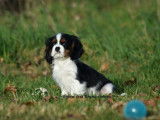 1 chiot mâle Cavalier King Charles LOF à vendre