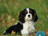 1 chiot mâle Cavalier King Charles LOF à vendre