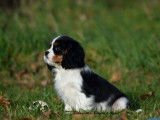 1 chiot mâle Cavalier King Charles LOF à vendre