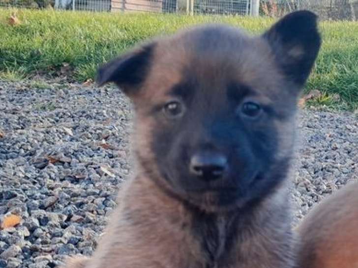 7 chiots Malinois LOF à réserver