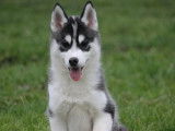 3 chiots femelles Husky Sibérien LOF disponibles à la vente