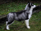 3 chiots femelles Husky Sibérien LOF disponibles à la vente