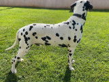 Chien Dalmatien d’un an disponible à la réservation