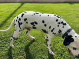 Chien Dalmatien d’un an disponible à la réservation