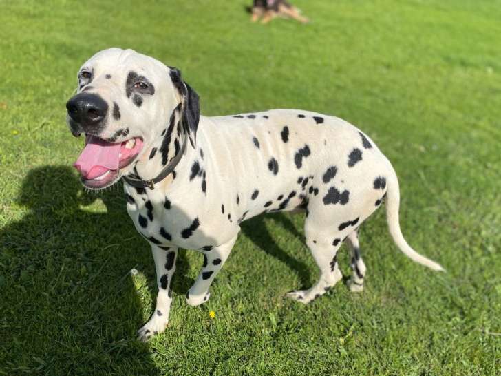 Chien Dalmatien d’un an disponible à la réservation