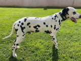 Chien Dalmatien d’un an disponible à la réservation