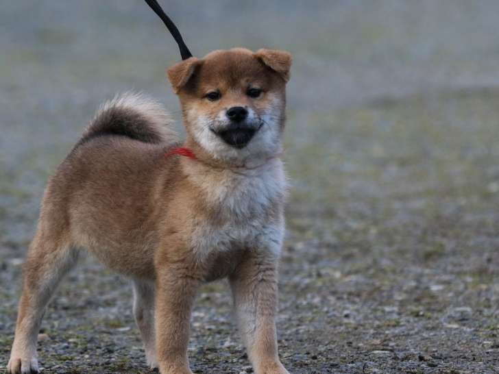 Vente d’un chiot mâle Shiba Inu LOF