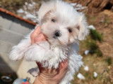 3 chiots Bichon Maltais LOF à réserver