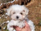 3 chiots Bichon Maltais LOF à réserver