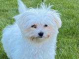 3 chiots Bichon Maltais LOF à réserver