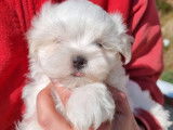 3 chiots Bichon Maltais LOF à réserver