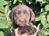 Vente de 7 chiots Labrador LOF