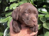 Vente de 7 chiots Labrador LOF