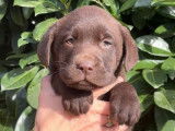 Vente de 7 chiots Labrador LOF