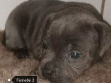 À réserver 3 chiots femelles Staffordshire Bull Terrier LOF