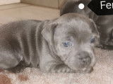 À réserver 3 chiots femelles Staffordshire Bull Terrier LOF