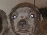 À réserver 3 chiots femelles Staffordshire Bull Terrier LOF