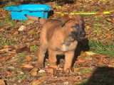 À vendre, 2 chiots Berger Belge Malinois LOF