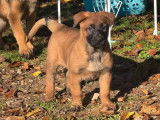 À vendre, 2 chiots Berger Belge Malinois LOF