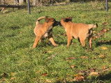 À vendre, 2 chiots Berger Belge Malinois LOF