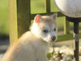 1 chiot femelle Husky Sibérien LOF à réserver