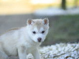 1 chiot femelle Husky Sibérien LOF à réserver