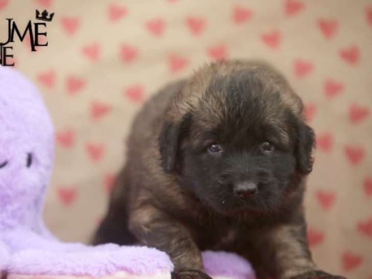 Des chiots femelles Leonberg LOF à vendre