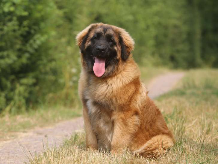 Femelle Leonberg LOF à vendre