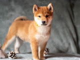 Mise en vente de 3 chiots mâles Shiba Inu LOF