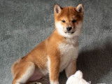 Mise en vente de 3 chiots mâles Shiba Inu LOF