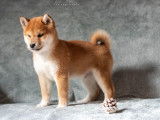 Mise en vente de 3 chiots mâles Shiba Inu LOF